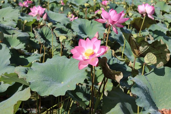 floare, plantă, Lotus, botanică, petală, frunze