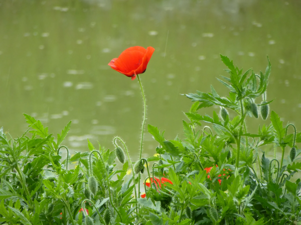 blomster,valmuer,natur