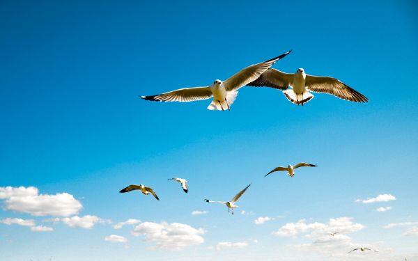 laut,langit,camar laut,burung-burung,sayap,penerbangan