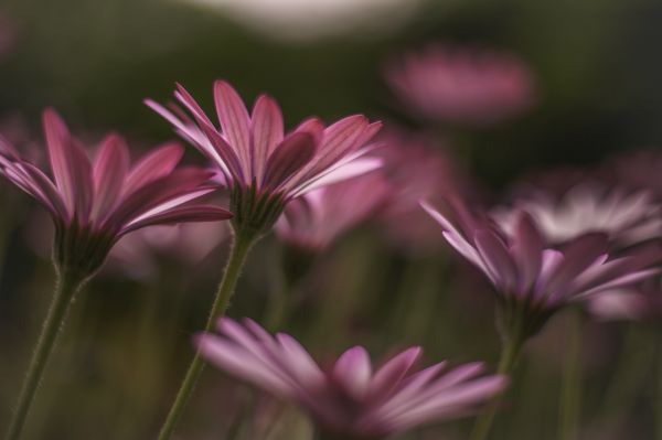 flores cor de rosa, Flores, natureza, fotografia, grama, Macro