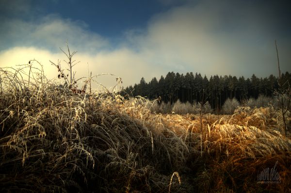 luce del sole,alberi,paesaggio,foresta,Photoshop,tramonto