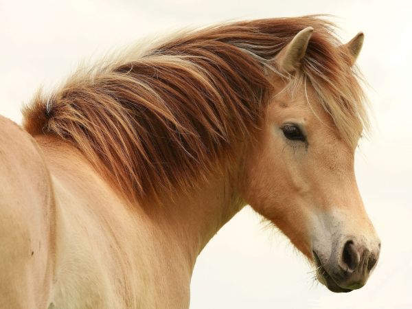 cavalo,pónei,Preto,cabelo,pele,nariz