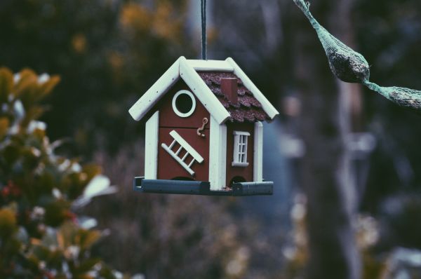 branche,hiver,maison,arbre,oiseau,saison