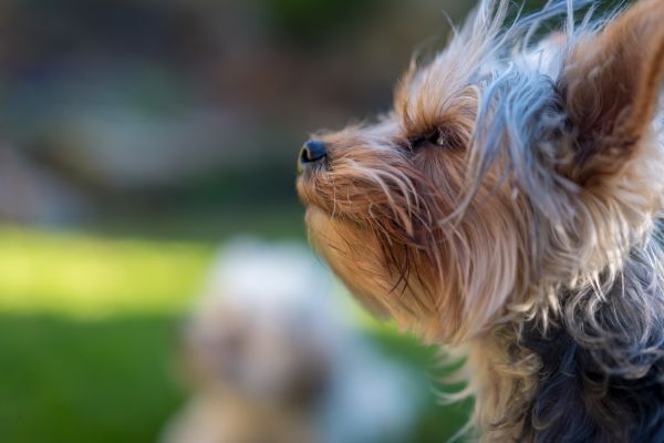 visage,gens,portrait,animaux,jardin,maison