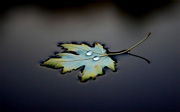 yapraklar,Su,doğa,Fotoğraf,su damlaları,makro