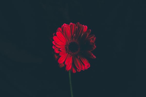 Blumen,rote Blumen,Pflanzen,Natur,schwarzer Hintergrund