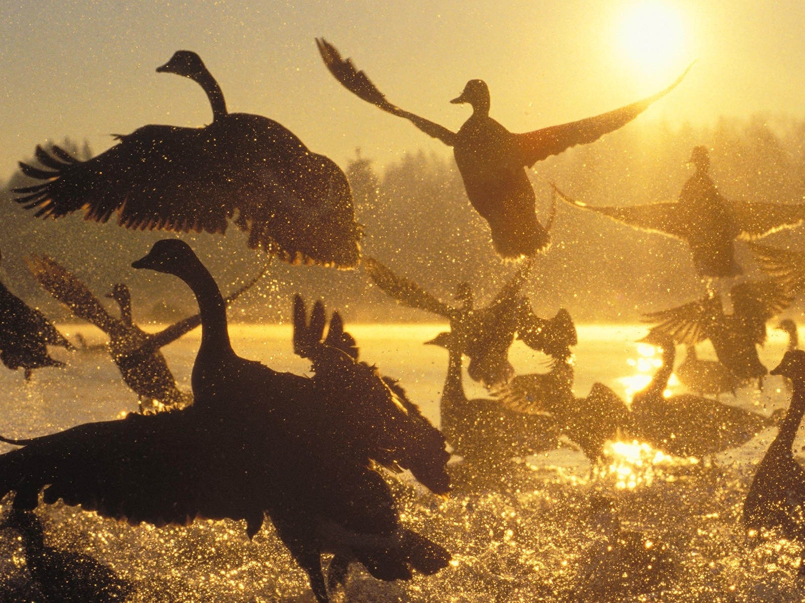 1600x1200 px, birds, Canada, Canadian, geese, silhouette, sunrise, water