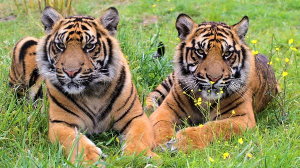 bertulang belakang,Felidae,harimau Bengali,harimau Siberia,harimau,foto