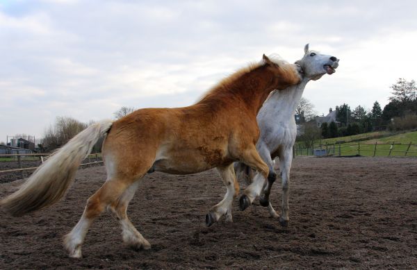 związek,pole,Konie