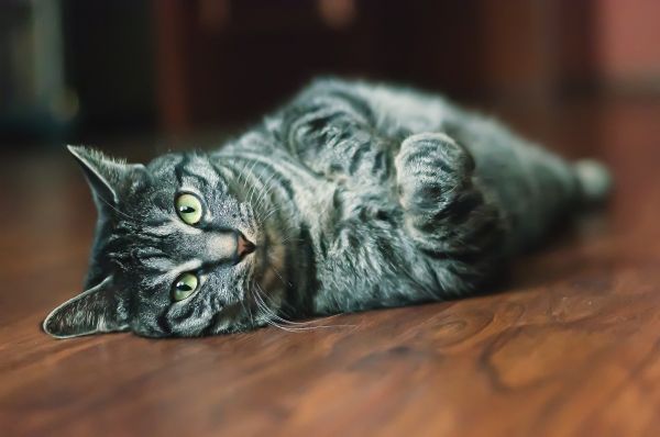 animali, gatti, nero, gatto, in casa, barba