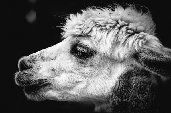 monochroom,alpaca,detailopname