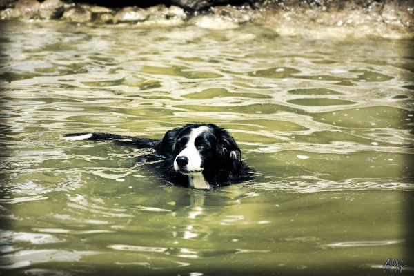 собака,Домашнее животное,Плавание,озеро,воды,Бордер Колли