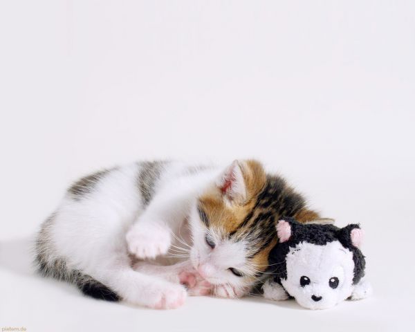 animals,toys,cat,sleeping,fur,kittens