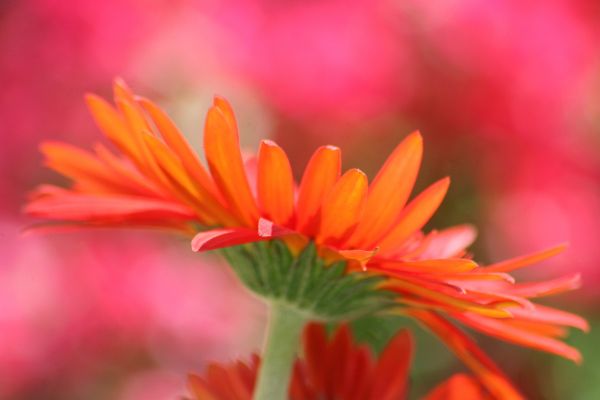 fleurs, Macro, la nature, Orange, fleur, beau