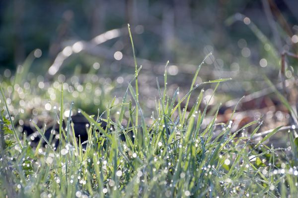 hijau,rumput,Skåne,Swedia,makro,backlight