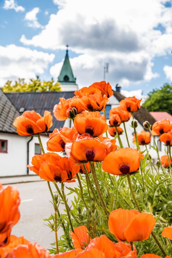 blad,blomst,plante,kirke,efterår,sæson