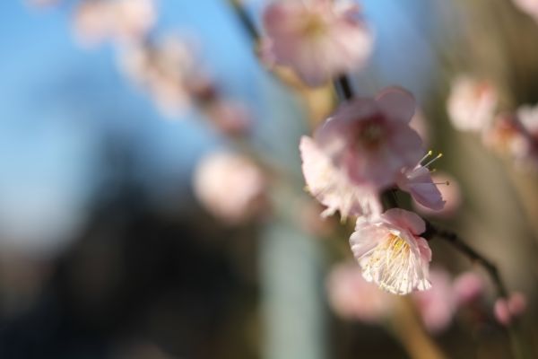 Japon,aliments,la photographie,branche,fruit,fleur de cerisier