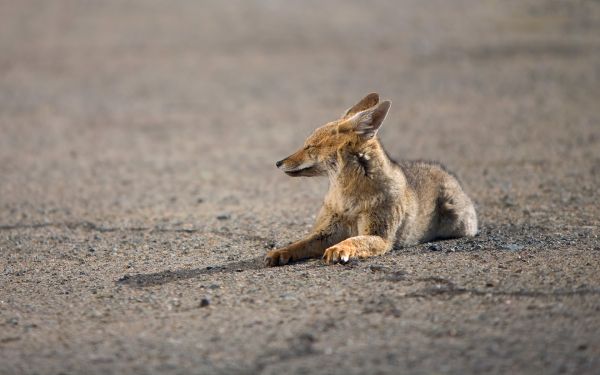 waiting,fox,wolf,lying down