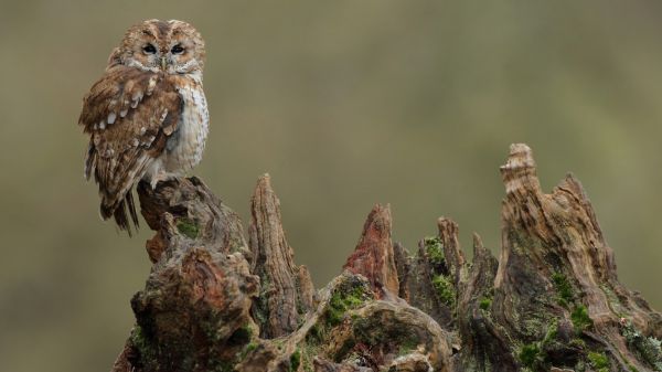 vogelstand, natuur, tak, dieren in het wild, roofvogel, boomstronk