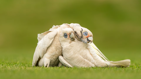 lintuja,eläimet,luonto,papukaija,Corella,australialainen