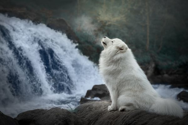 vann,kjøtteter,Natural landscape,kropp av vann,atmosfærisk fenomen,landskap