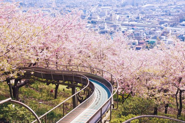 ciudad,naturaleza,Japón,Flickr,al aire libre,flor de cerezo