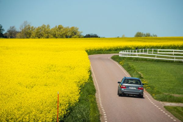 comida, coche, campo, amarillo, paisaje, la carretera