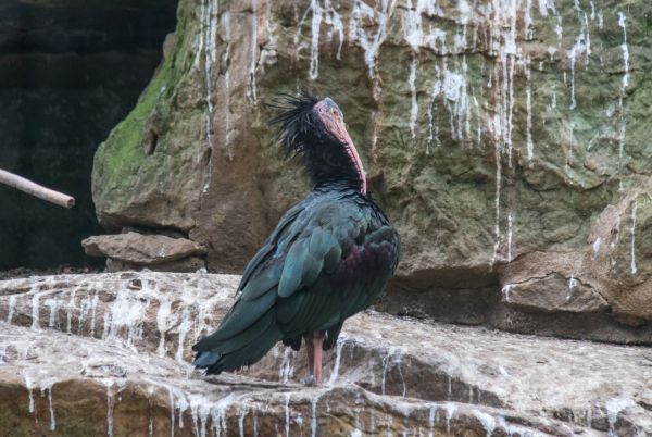 Niemcy,dzikiej przyrody,ogród zoologiczny,Berlin,ibis,zwierzę