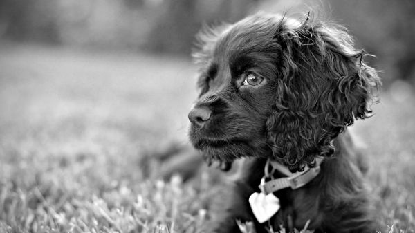 Preto,monocromático,grama,fotografia,cachorro,cinzento