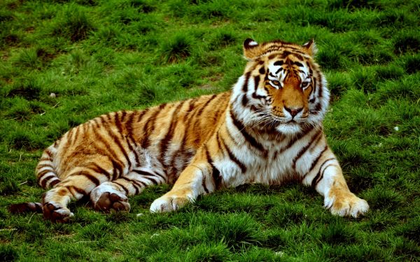 Animales, fauna silvestre, Tigre, Gatos grandes, Zoo, fauna