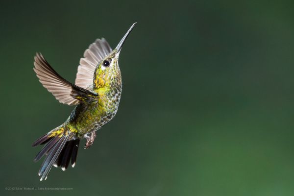 fugle,flyvende,colibri fugl,kolibrier,næb,fugl