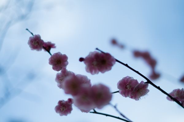 Japon,la nature,ciel,branche,gel,fleur de cerisier