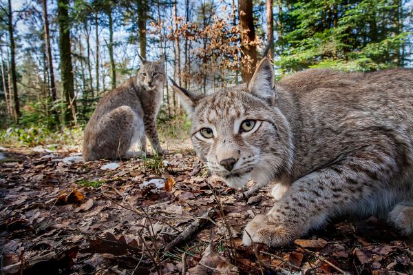 herfst,katten,2048x1365 px,dieren,ogen,gezicht