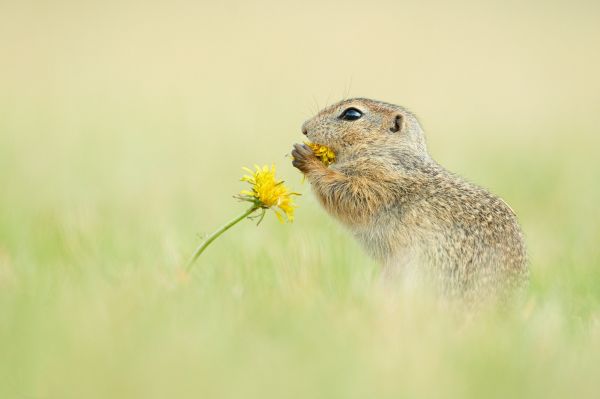 Ground squirrel,iarbă,flori