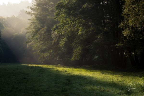 krajina, nikon, CC, hmla, Nebel, forrest