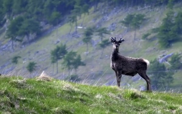 ciervo,césped,fauna silvestre,alce,gamuza,animal