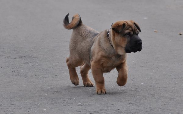 chien,marron,chiot,Courir,Shar Pei,mammifère