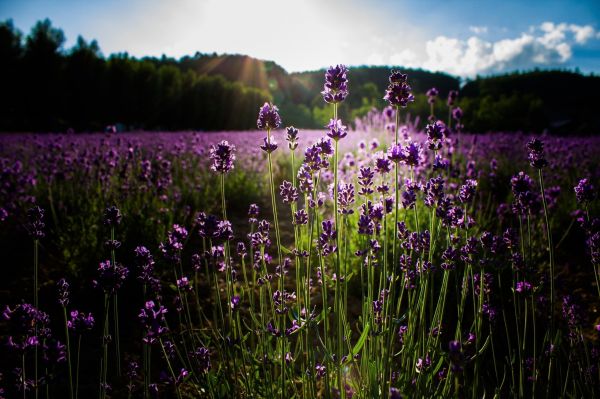 solljus, blommor, natur, gräs, växter, fält