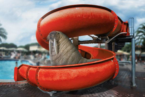 red,vehicle,playground,walrus,color,animal