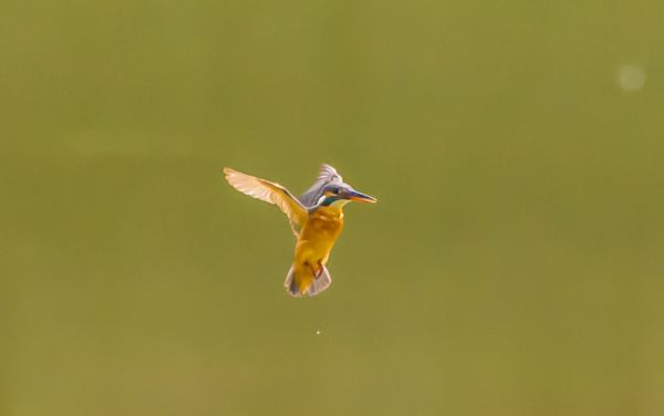 fargerik, natur, vinger, dyreliv, flying, Nikon