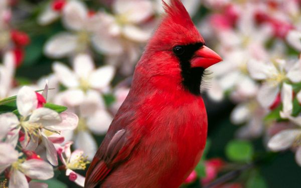 pájaro rojo,plumas,hermosa,Flores