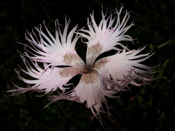 branco,flor,Macro,Floresce,Rosa,plantar