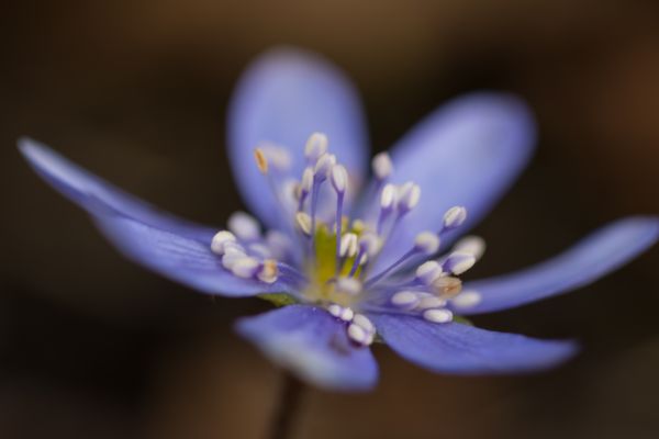 Natura,fotografia,fioletowy,niebieski,kwitnąć,wiosna