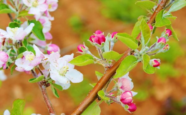 fiori,fioritura,primavera,ramo,Mela