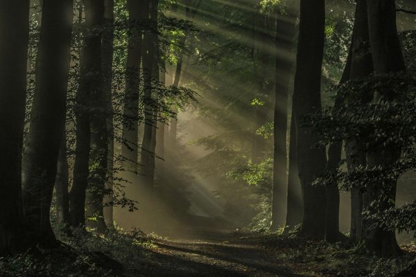 Sonnenlicht, Bäume, Landschaft, Wald, dunkel, Natur