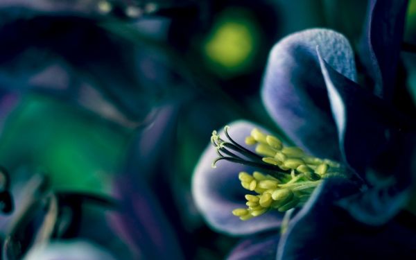 blomster, natur, fotografering, makro, gul, grønn