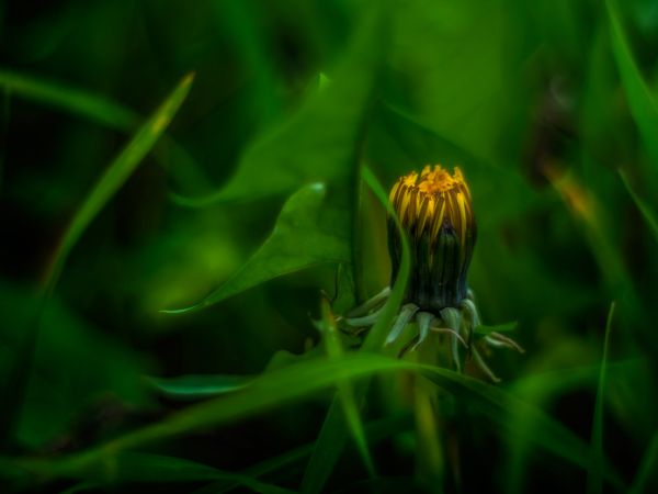 fermer, Macro, vert, Bokeh, jaune, faune