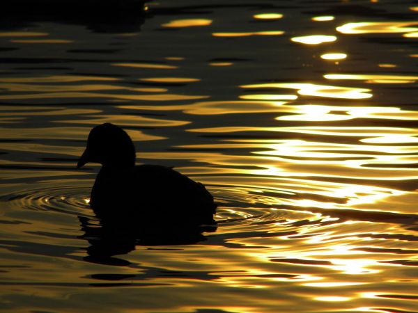 การดูนก,Varese,พระอาทิตย์ตก,Tramonto,3000,Lagomaggiore