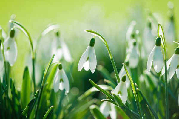 4288x2848 px,flowers,nature,snowdrops,spring