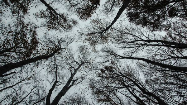 galho,céu,Natural landscape,mundo,tronco,árvore